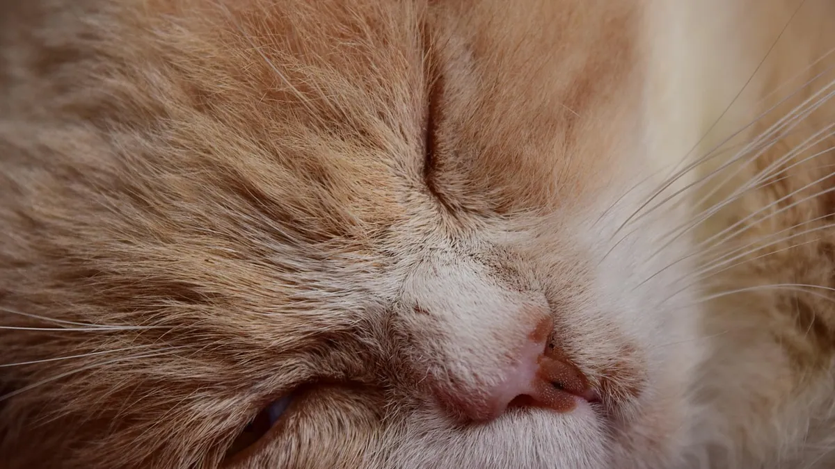 White Bumps on Cat Skin: Causes and What to Do