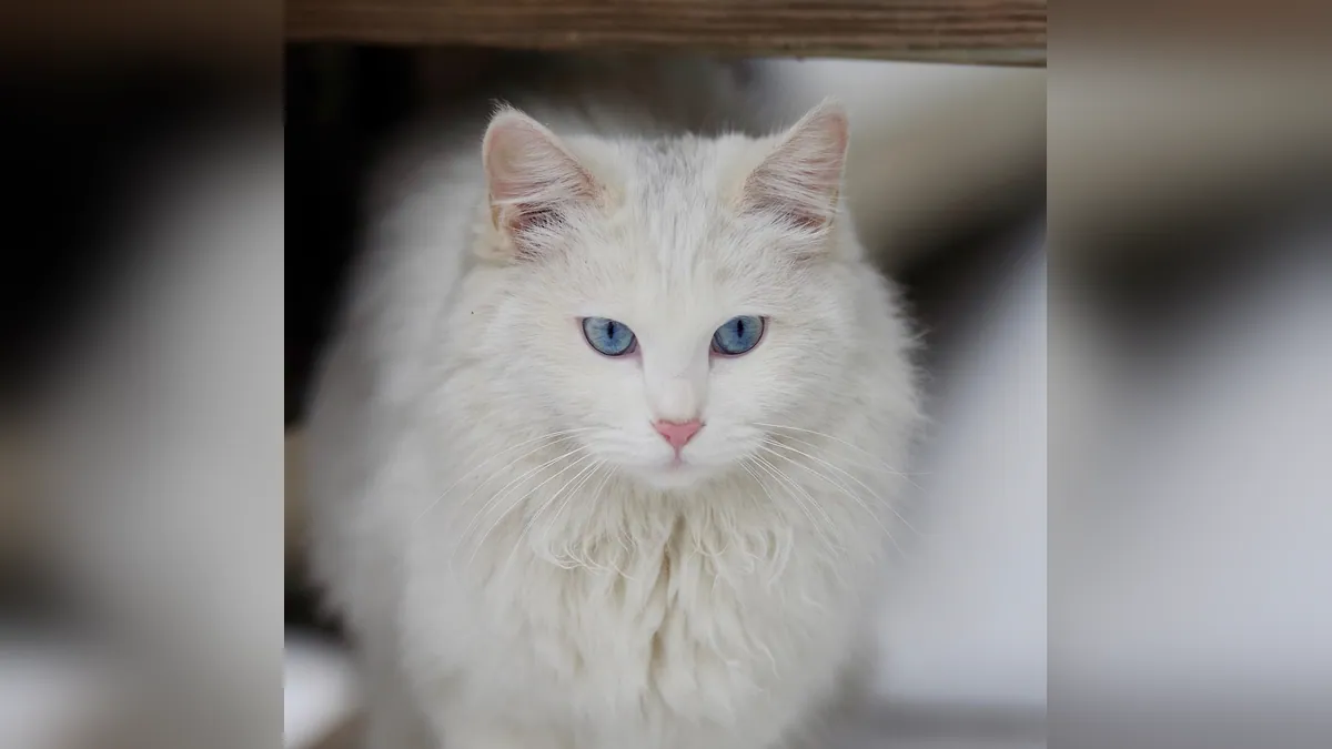 Are White Cats With Blue Eyes Deaf? The Genetics Explained
