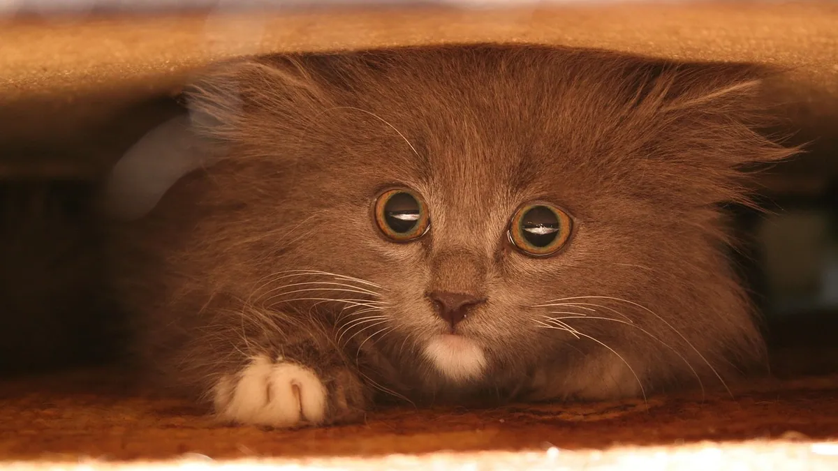 White Specks in Cat Poop or Pee: What They Mean