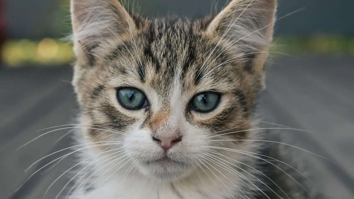 Why Are My Kitten's Whiskers Breaking Off?