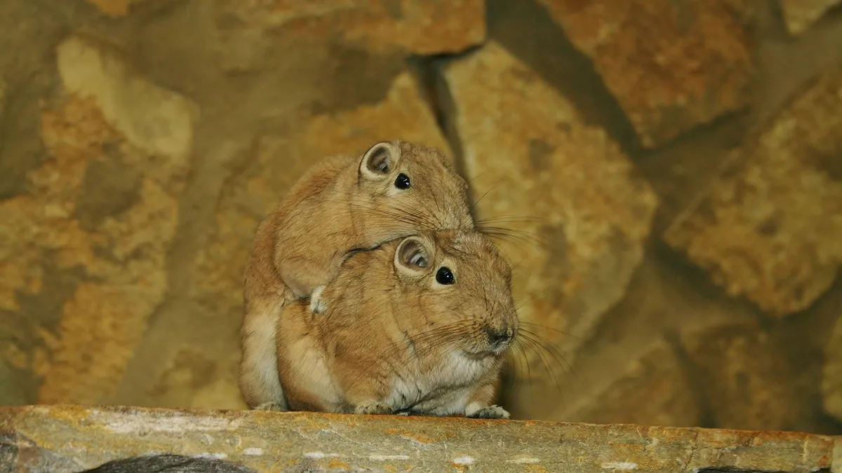 Why Are My Gerbils Fighting? Normal or Serious?