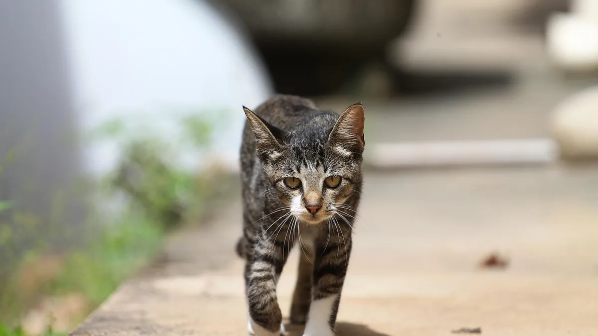 Why Is My Cat Following Me Around? What It Means