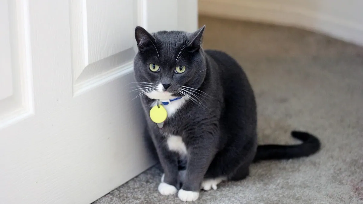 Why Does My Cat Follow Me to the Bathroom?