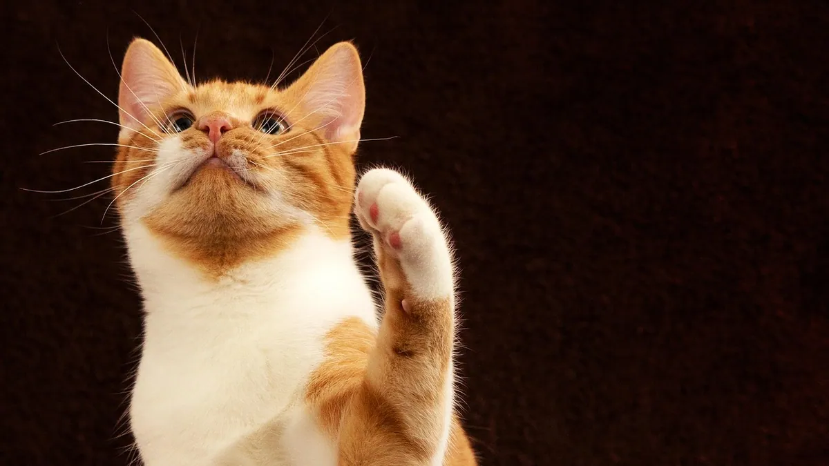 Why Does My Cat Paw at My Face? What It Means