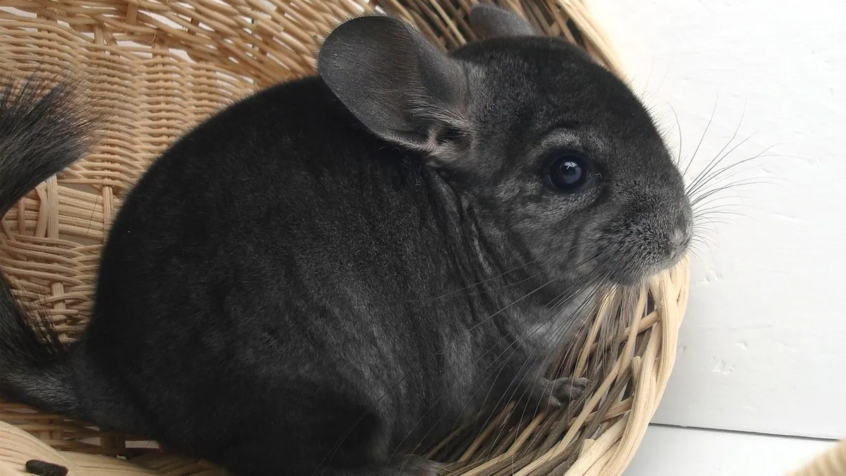 Why Is My Chinchilla Eating Its Poop? Coprophagy Explained