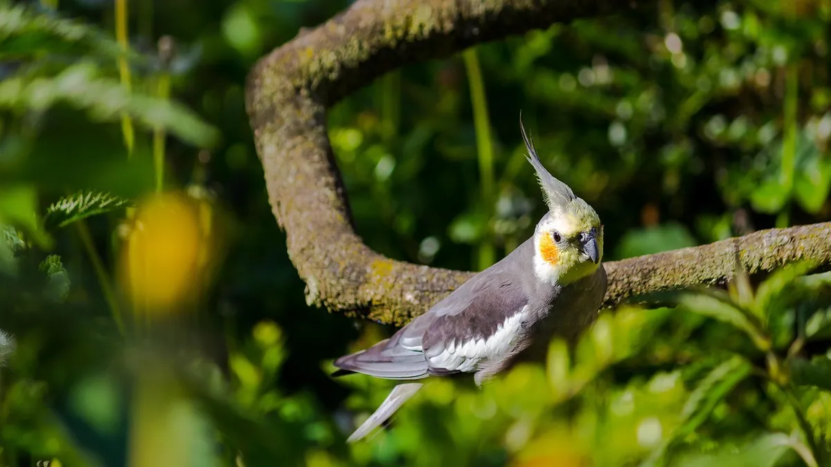 Why Do Cockatiels Dance? Mating and Happy Behavior