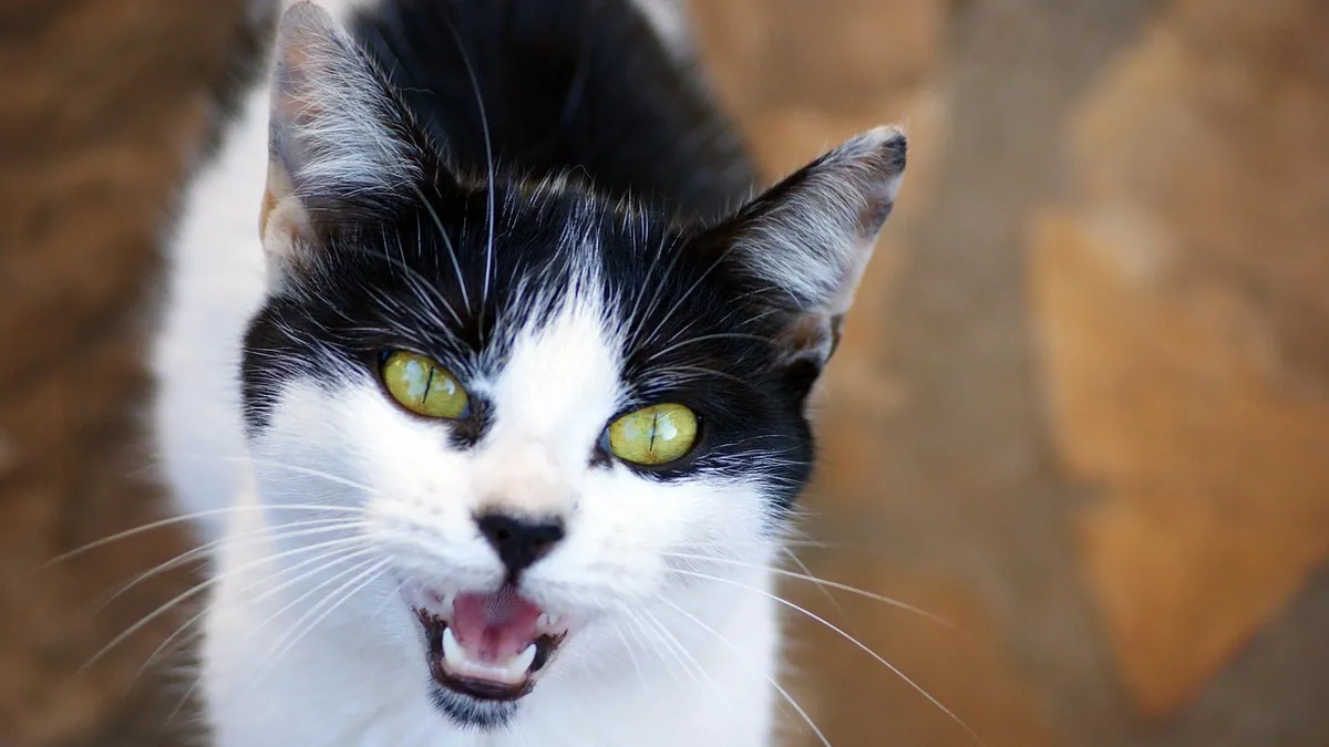 Why Do Cats Yowl? Causes of Excessive Meowing