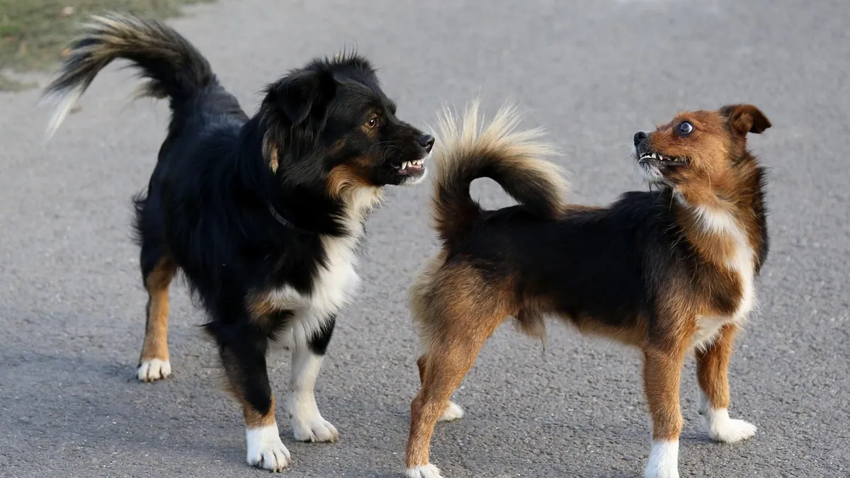 Why Do Dogs Fight? Causes of Dog Fights and How to Stop Them