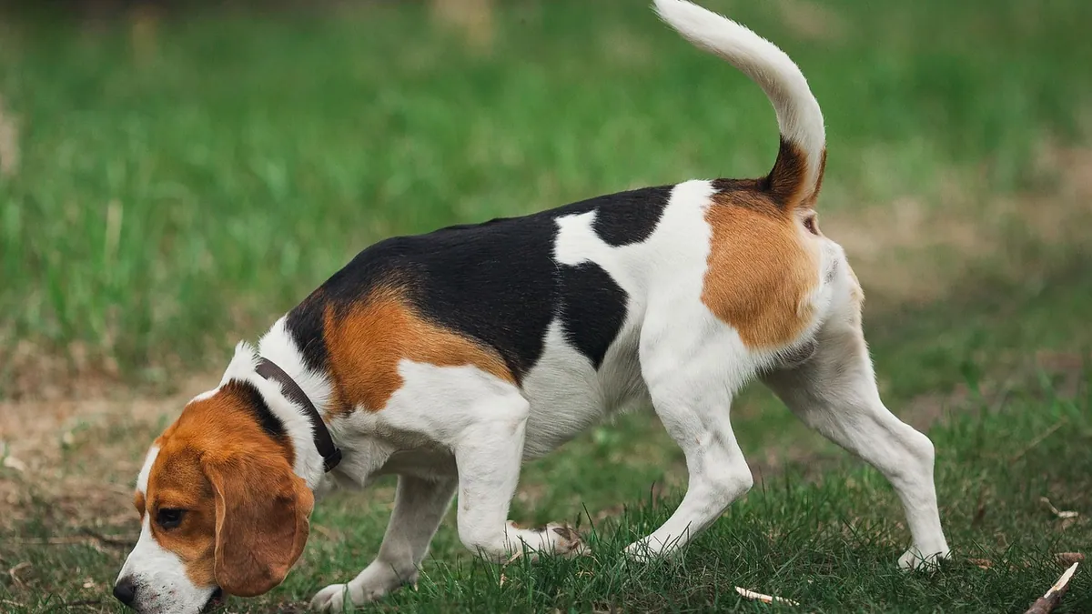 Why Do Dogs Wag Their Tails? What It Really Means