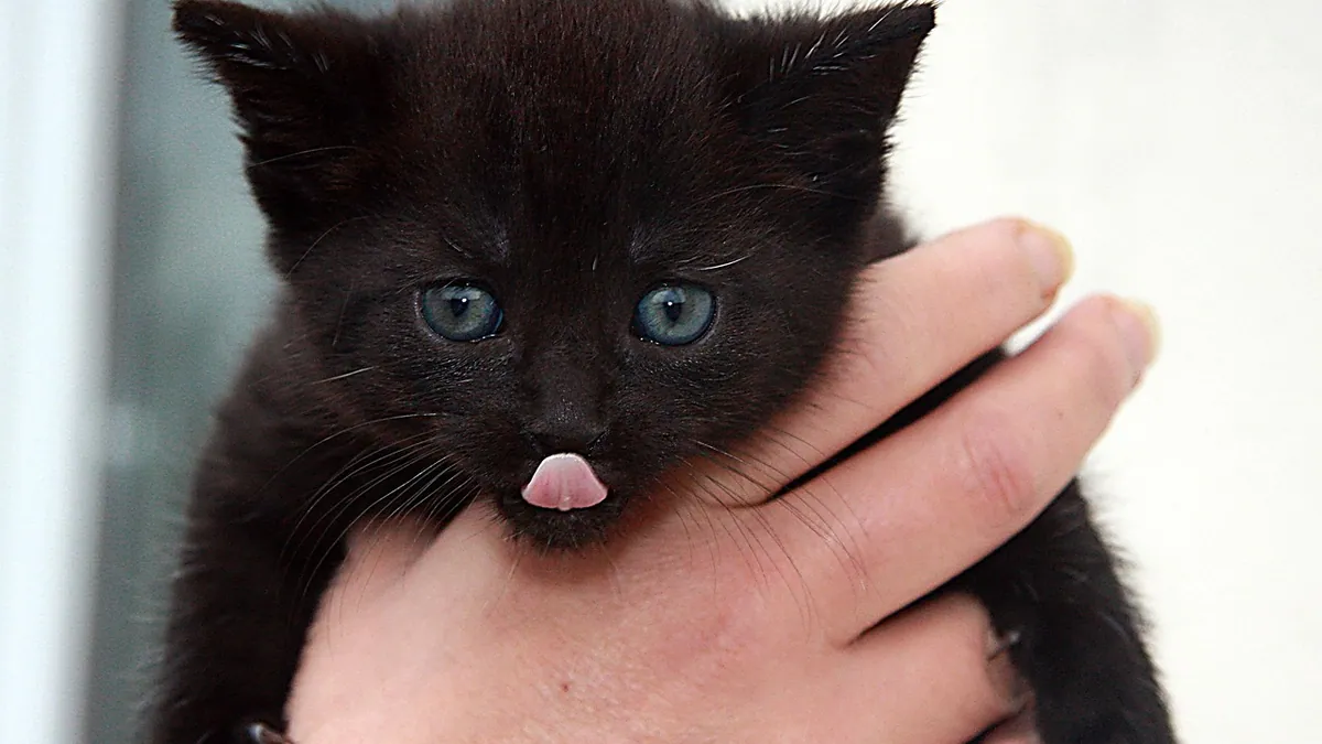 Why Do Kittens Die? Newborn and Young Kitten Loss