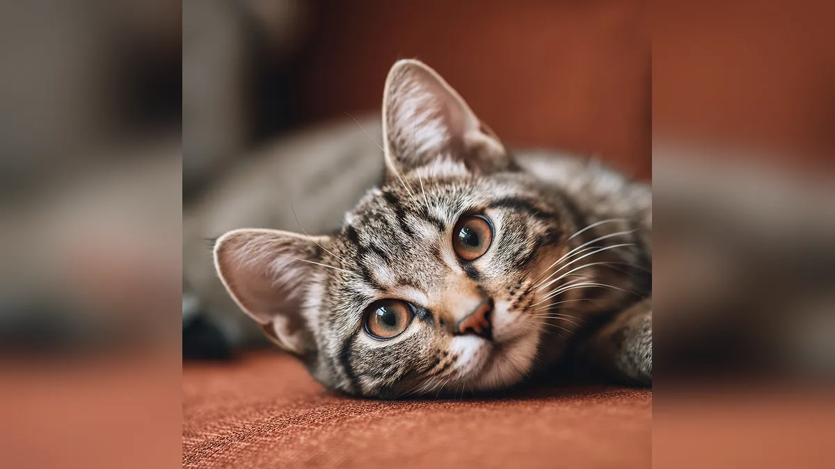 Why Do Kittens Have Big Bellies? Normal or Worms?
