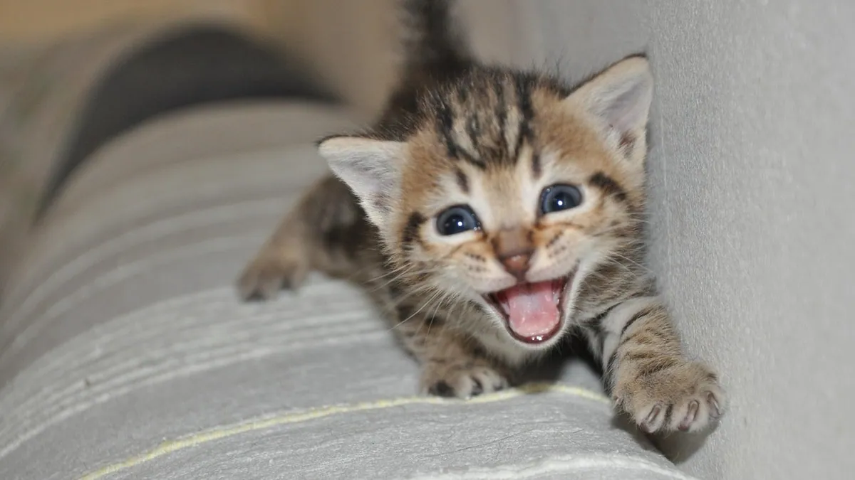 Why Do Kittens Meow? Normal Meowing and Silent Meows