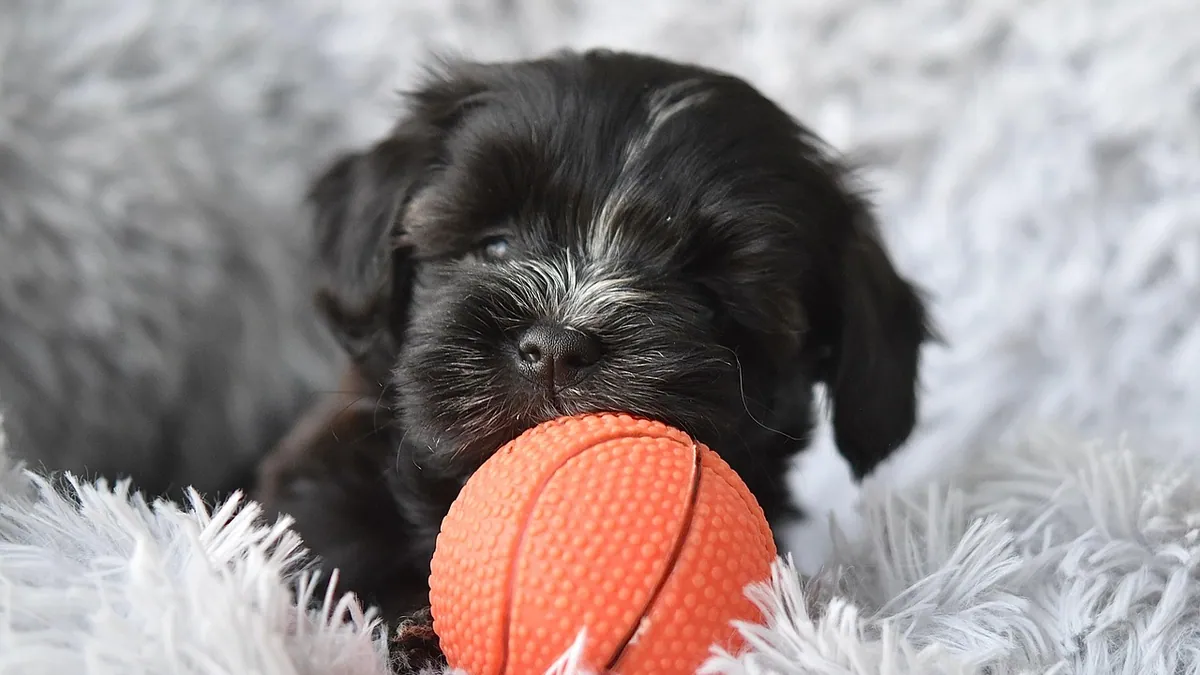 Why Do Puppies Hump? Normal Behavior and When to Stop