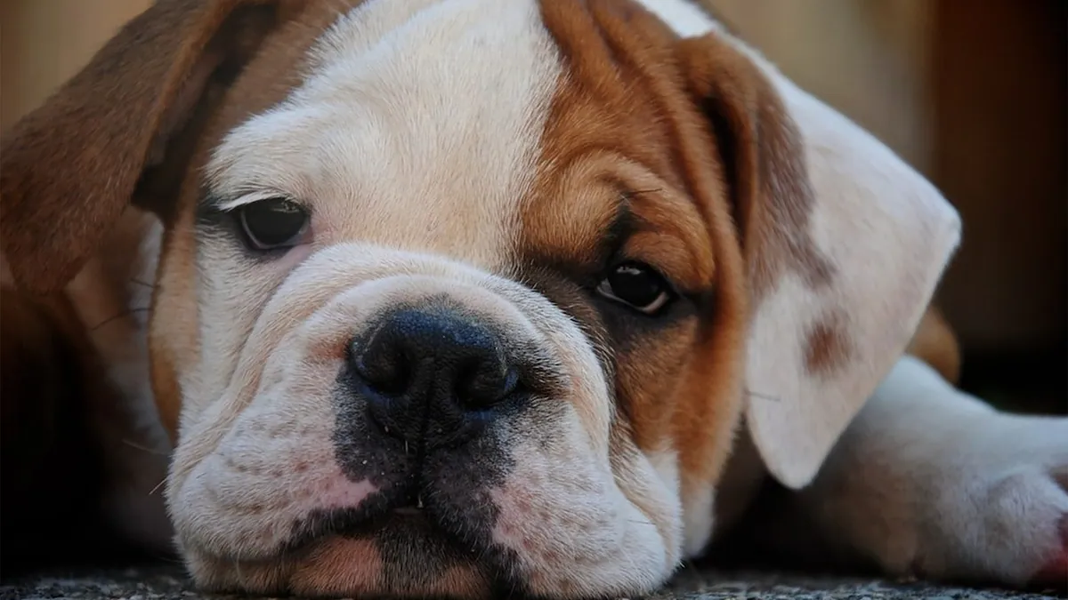 Why Do Puppies Whimper? Normal Crying vs. a Problem