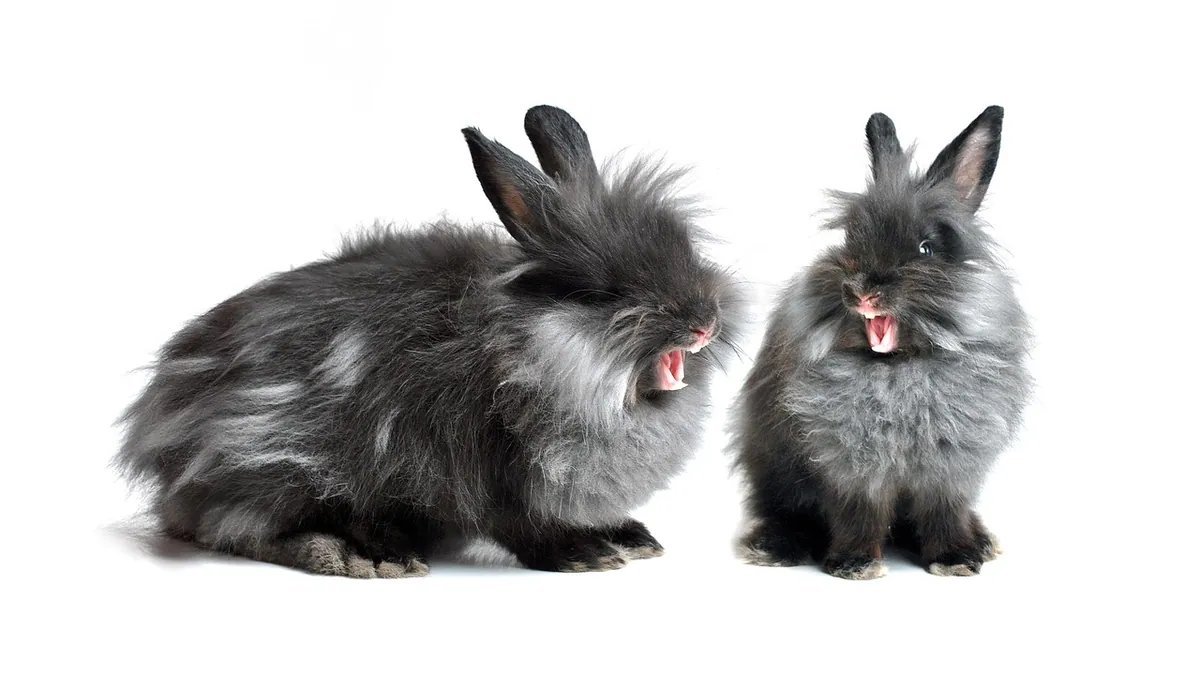 Why Do Rabbits Fight? Causes and How to Stop It