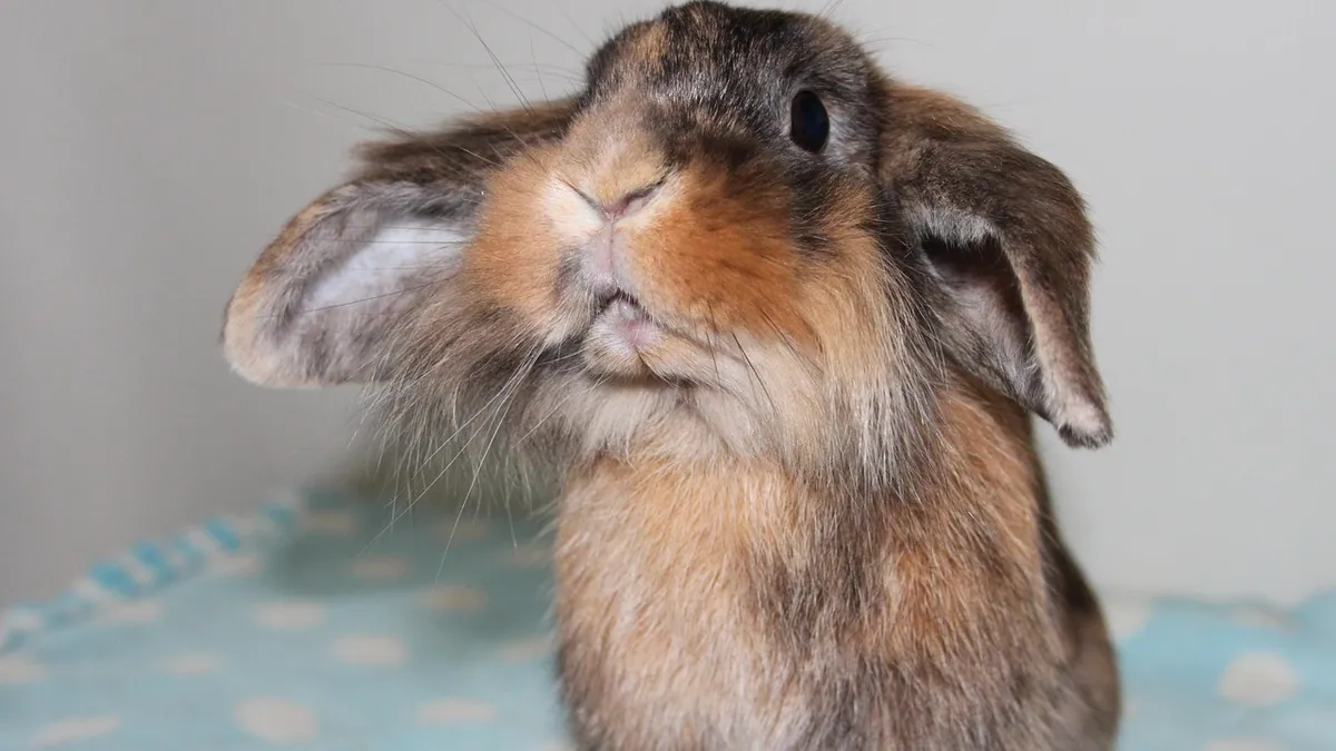 Why Do Rabbits Yawn? Normal Yawning vs. Warning Signs