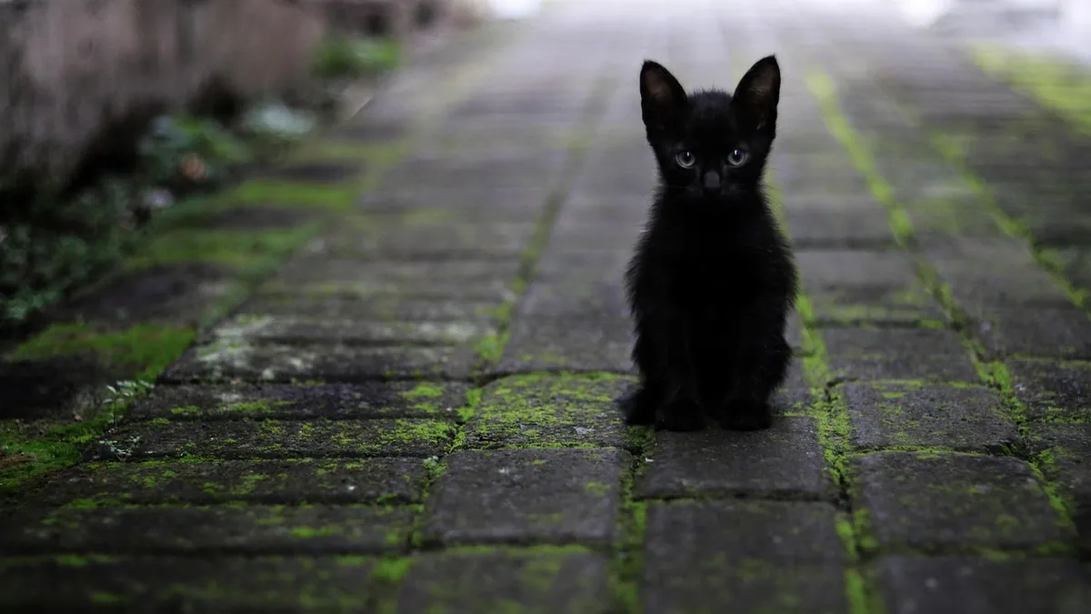 Why Does My Cat Eat My Hair? Pica and Chewing Explained