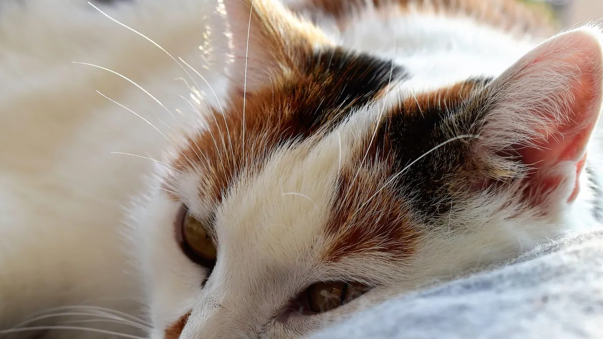 Why Does My Cat Lay on Me? Affection or Something Else