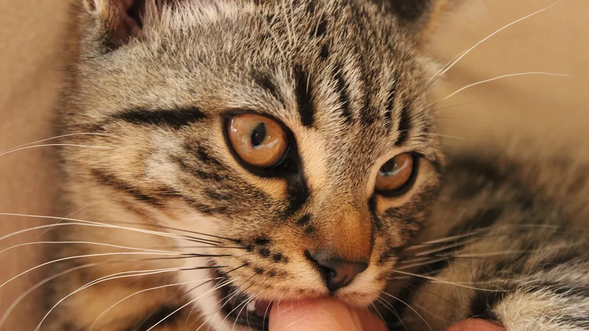 Why Does My Cat Nibble Me? Causes and What to Do