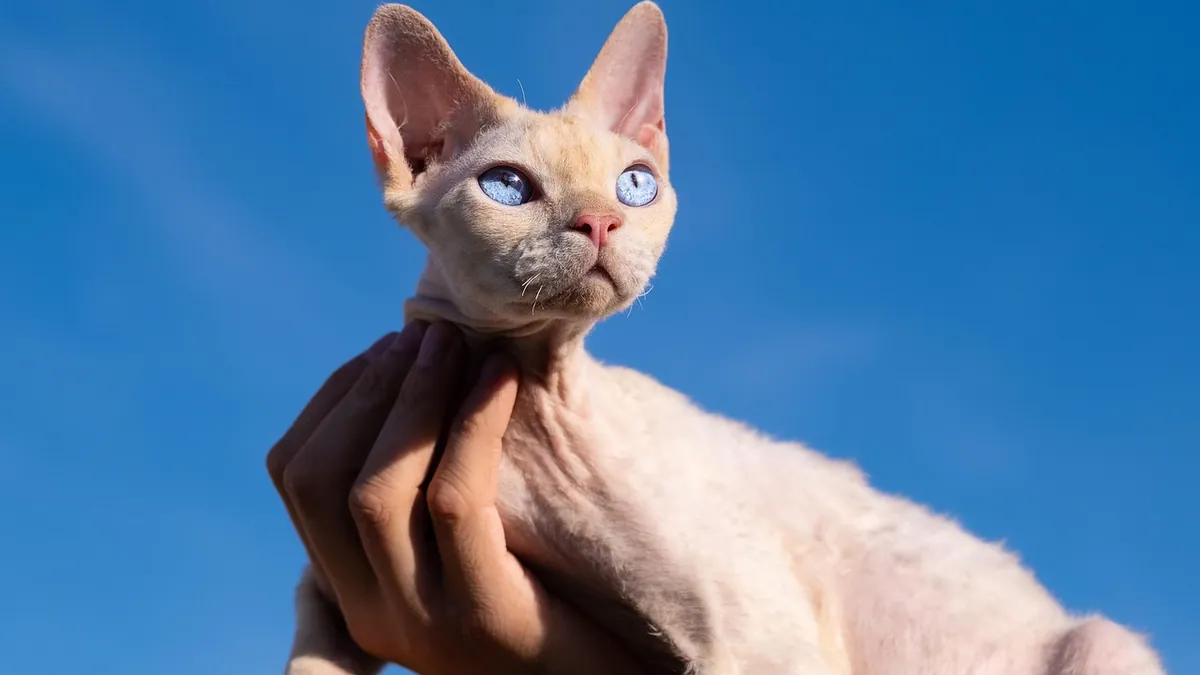 Why Does My Cat Not Like to Be Held?