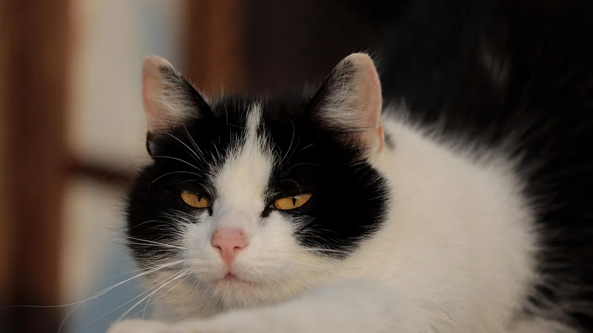 Why Does My Cat Not Like to Be Pet?