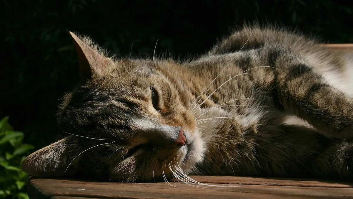 Why Does My Cat Not Purr? Is It Normal?