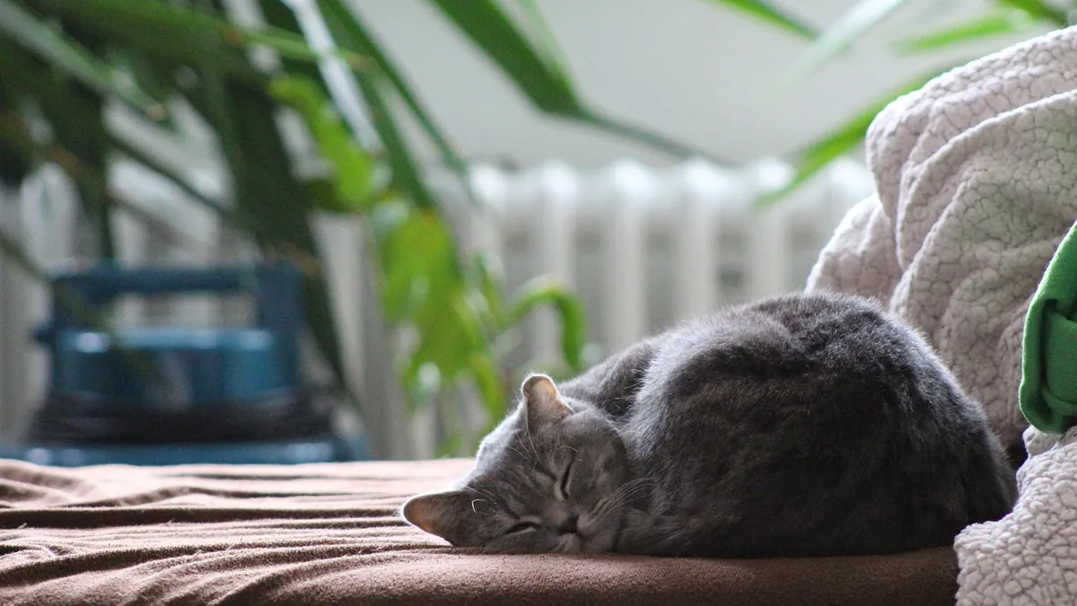 Why Does My Cat Not Sleep With Me Anymore?