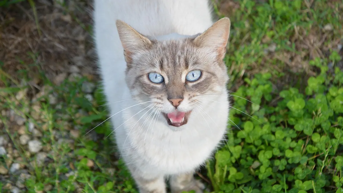 Why Does My Cat Quack? Weird Sounds Explained