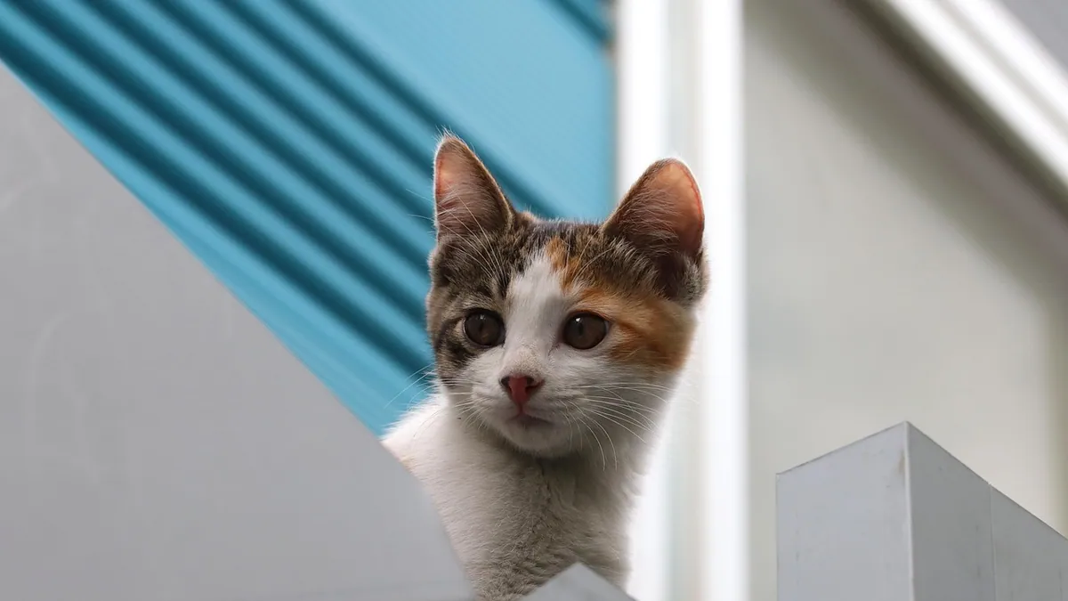 Why Does My Cat Quietly Meow at Me?