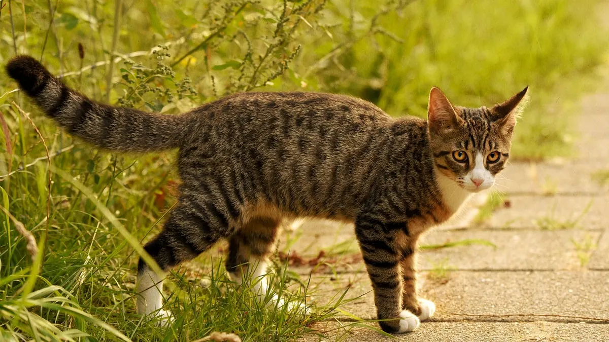 Why Does My Cat Quiver? Tail Quivering and Body Shakes