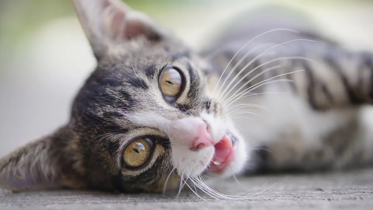 Why Does My Cat Rub His Face on Everything?