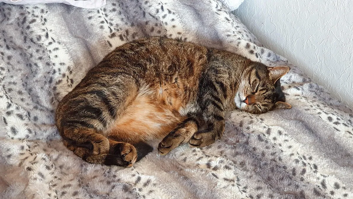 Why Does My Cat Sleep at My Feet?
