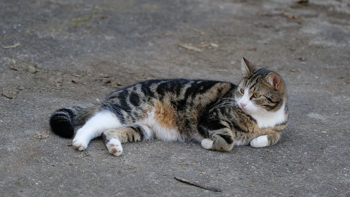 Why Does My Cat Vibrate? Tail Trembling and Purring Explained