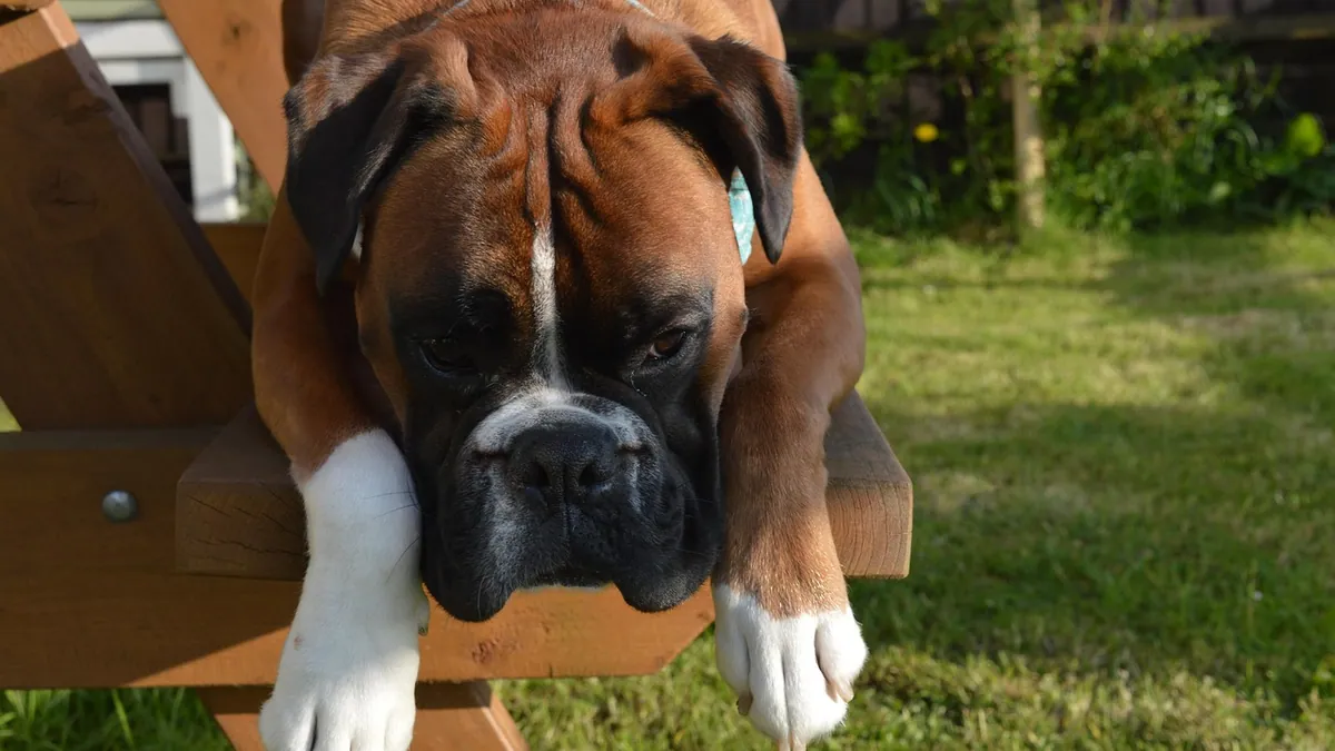 Why Does My Dog Cross Her Paws or Legs?