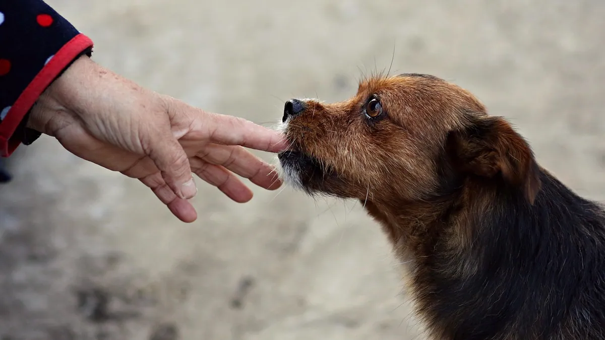 Why Does My Dog Nibble on Me? Puppy Mouthing Explained
