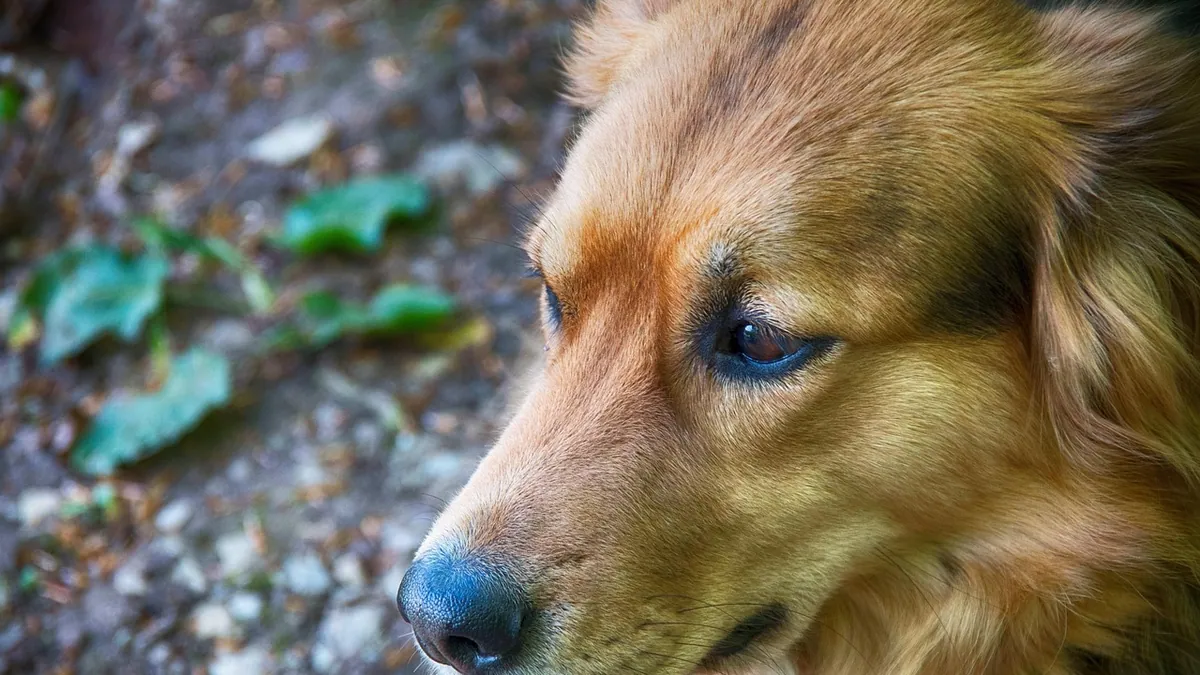 Why Does My Dog Zone Out? Absence Seizures and Focus