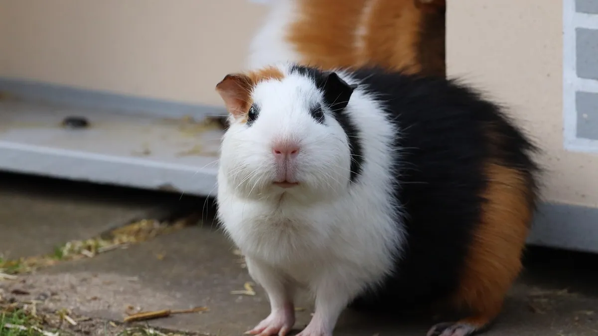 Why Does My Guinea Pig Bite Me? Causes and Fixes