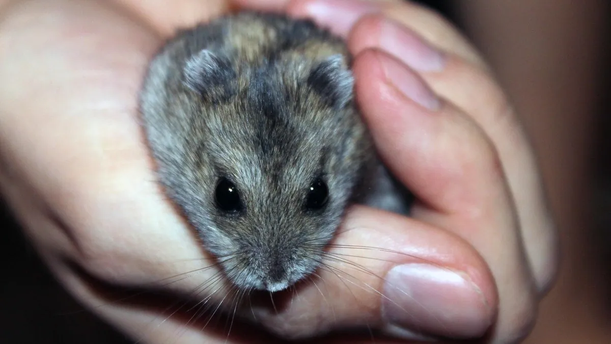 Why Does My Hamster Bite Me? Causes and Fixes