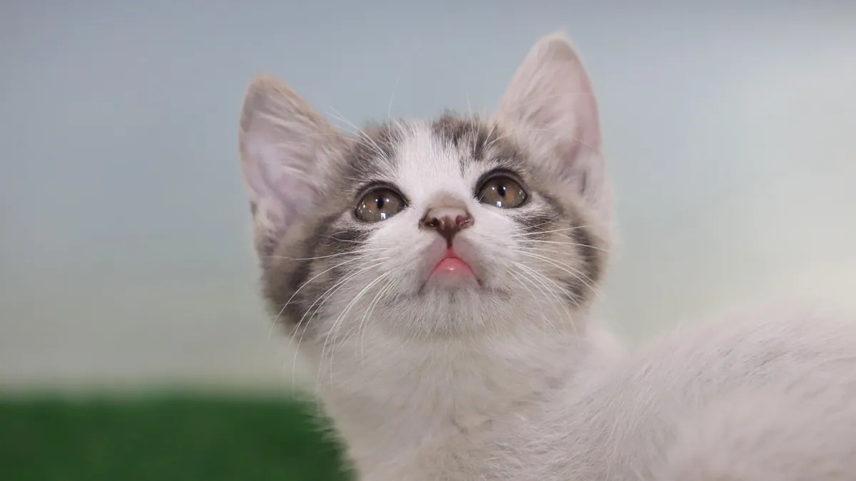 Why Does My Kitten Chirp? What the Sound Means
