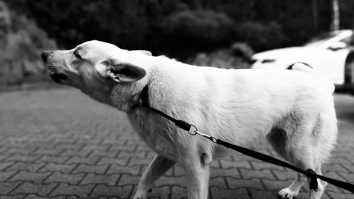 Why Does My Puppy Randomly Bark at Me? Causes and Help