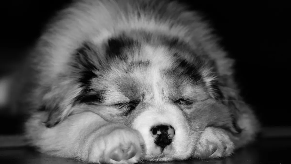 Why Does My Puppy Fight Sleep? Causes and Solutions