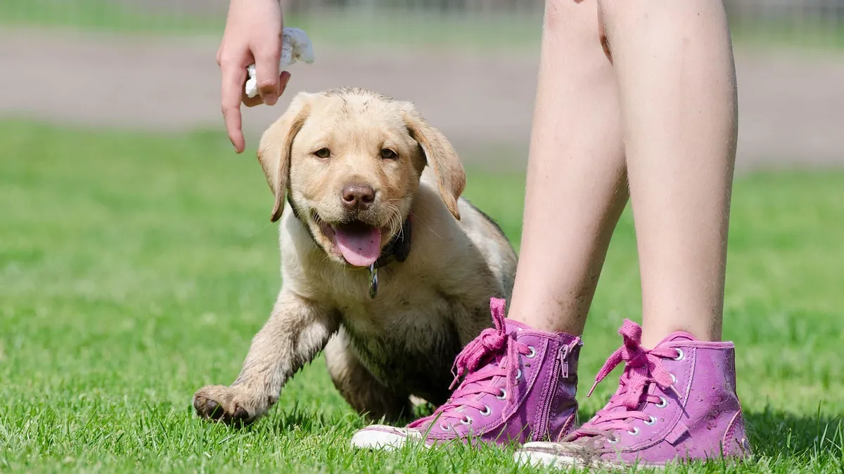 Why Does My Puppy Mouth My Hand? Causes and Training