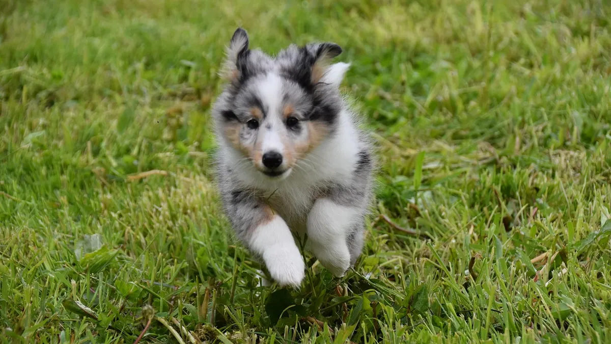 Why Does My Puppy Run Away From Me? What It Means