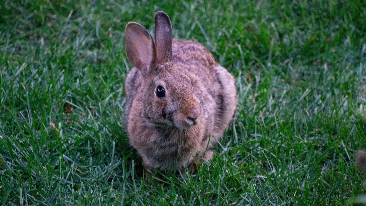 Why Does My Rabbit Bite? Normal Behavior or Problem?