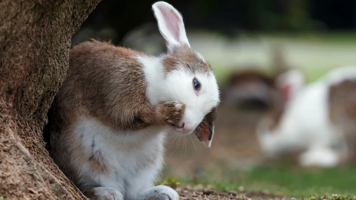 Why Does My Rabbit Dig? Normal Digging vs Problems