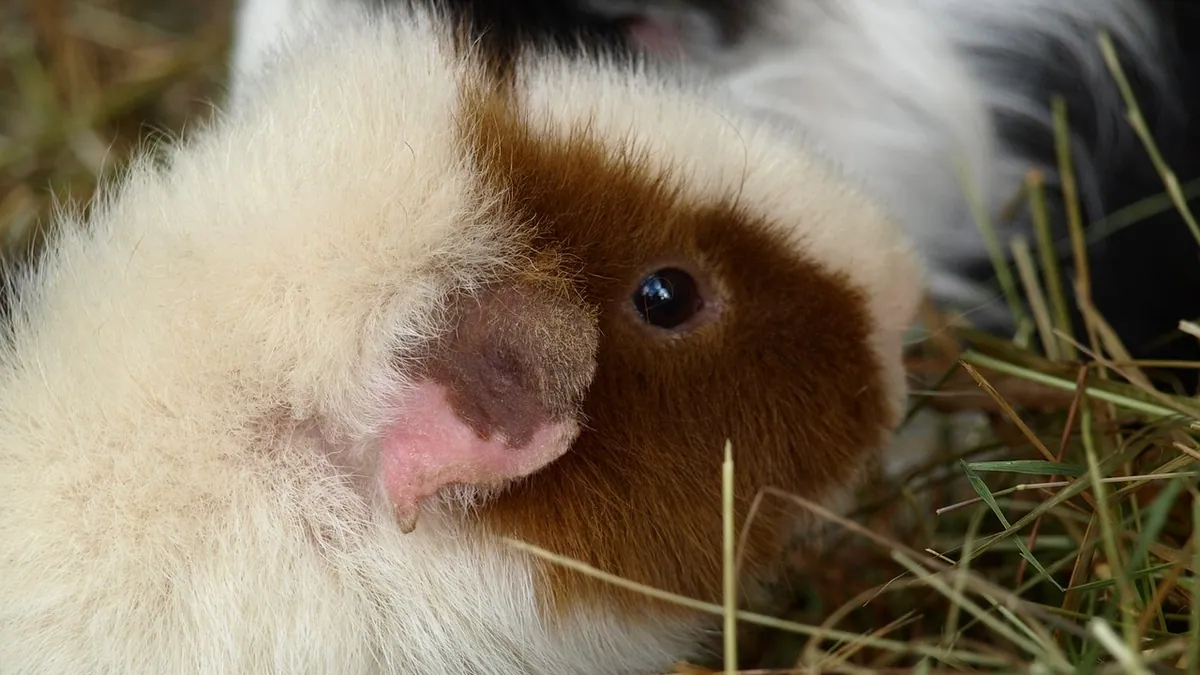 Why Guinea Pigs Eat Their Poop (Cecotropes Explained)