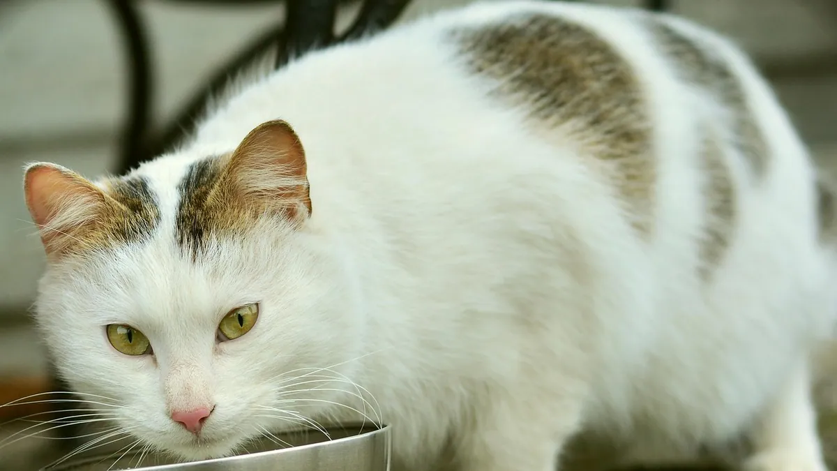 Why Is My Cat Eating So Much? Increased Appetite Causes