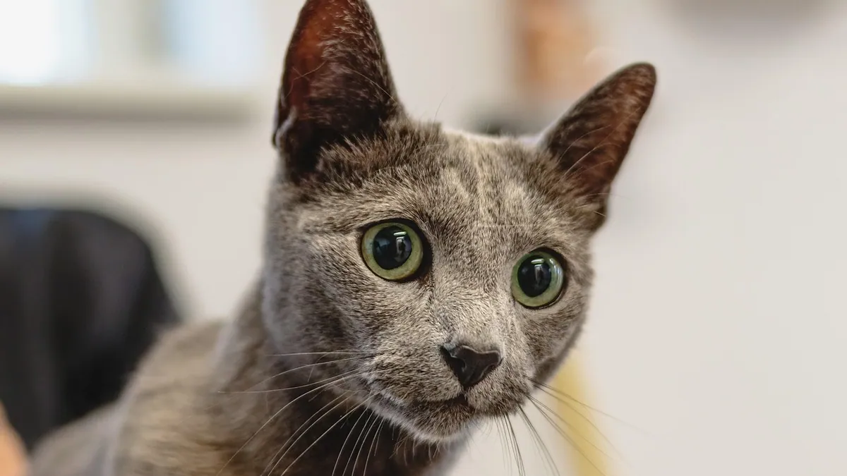 Why Is My Cat Greasy? Causes of Oily Fur and What to Do