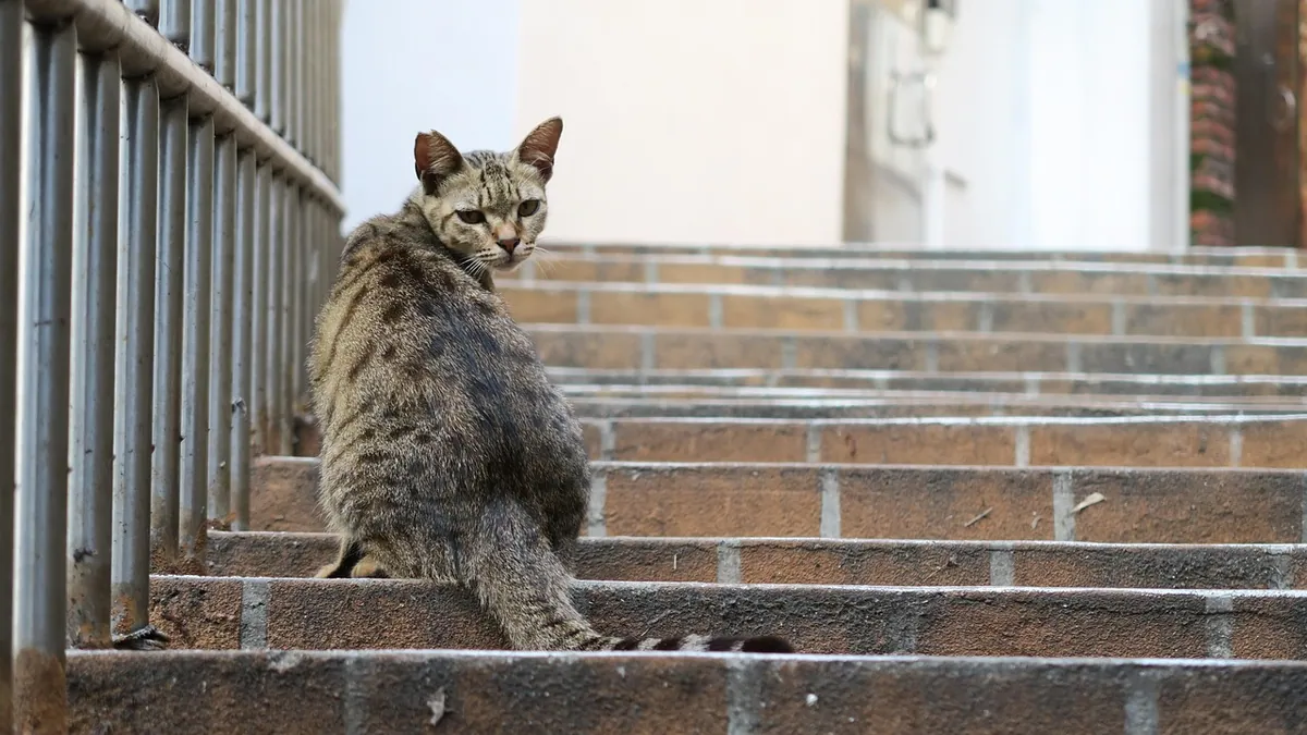 Why Is My Cat Ignoring Me? 8 Reasons and Fixes