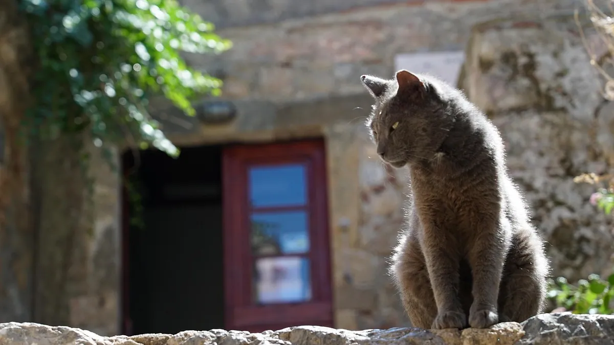 Why Is My Cat in Heat So Often? Feline Heat Cycle Explained